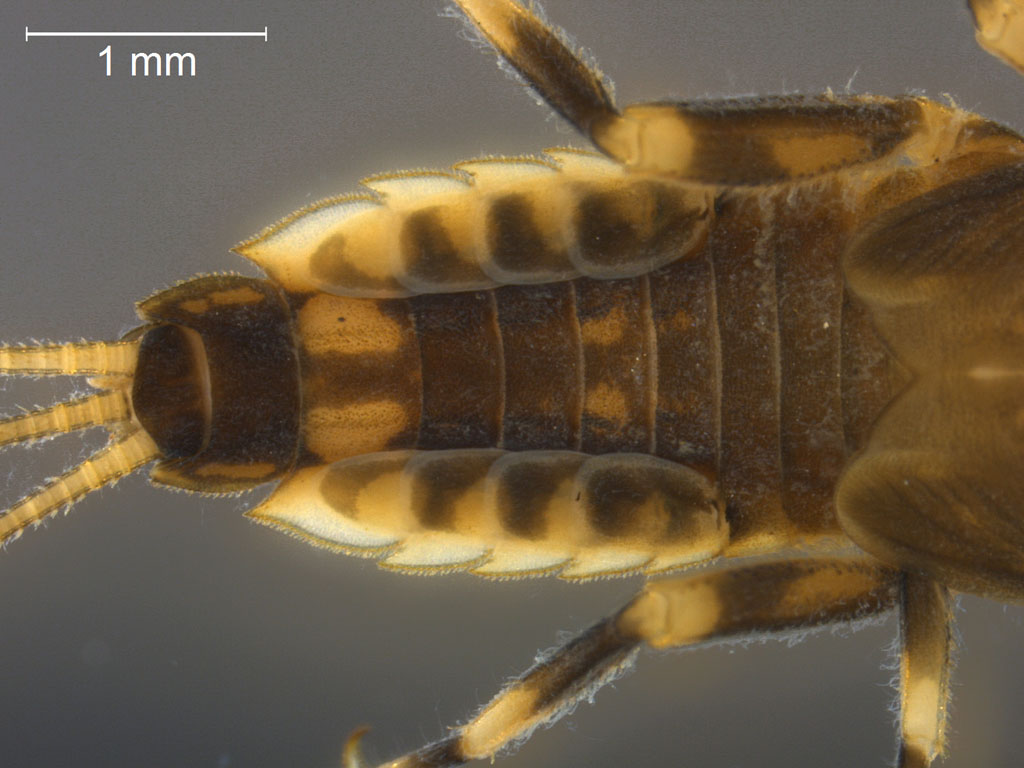 Ephemerella mucronata